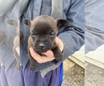 Small Photo #3 Chorkiepoo Puppy For Sale in UTICA, OH, USA