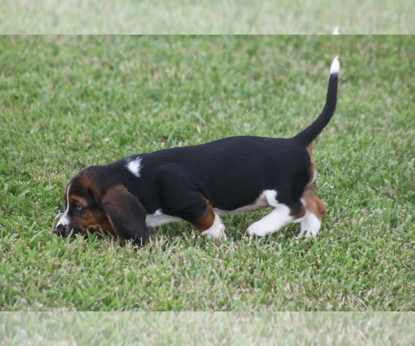 Medium Photo #7 Basset Hound Puppy For Sale in MEMPHIS, MO, USA