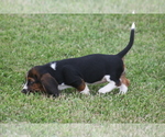 Small #6 Basset Hound