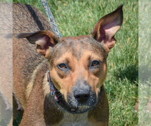 Boxweiler Dogs for adoption in Huntley, IL, USA