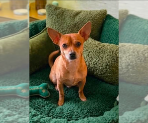 Chihuahua-Unknown Mix Dogs for adoption in Cranston, RI, USA