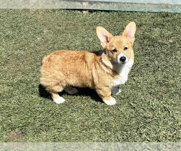 Medium Photo #10 Pembroke Welsh Corgi Puppy For Sale in EAGLE POINT, OR, USA