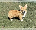 Small #2 Pembroke Welsh Corgi