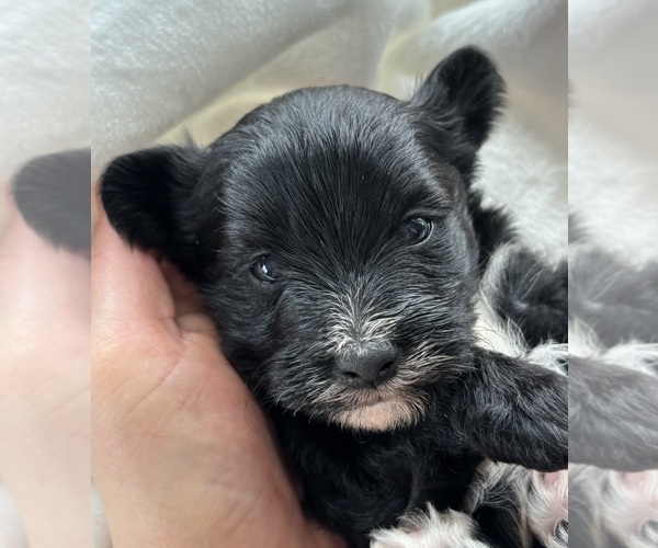 Medium Photo #6 Morkie Puppy For Sale in ROCK STREAM, NY, USA