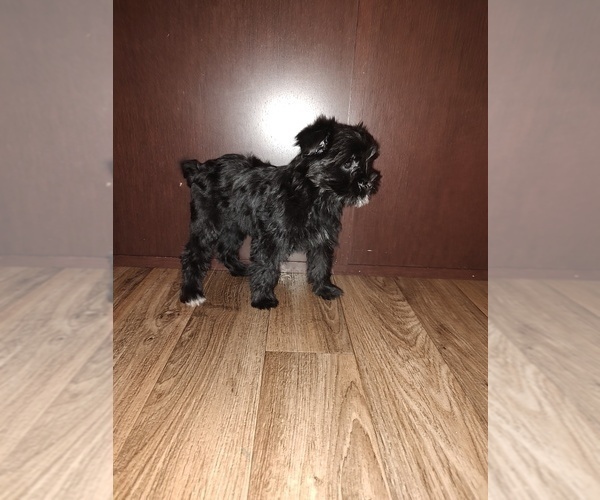 Medium Photo #7 Yorkshire Terrier Puppy For Sale in LAPEER, MI, USA