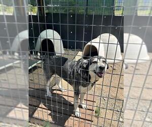 Siberian Husky-Unknown Mix Dogs for adoption in Frisco, CO, USA