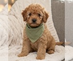 Small #1 Goldendoodle mix (+ Poodle Miniature)