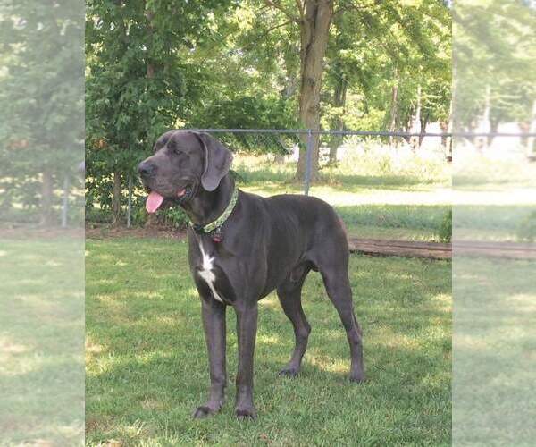 Medium Photo #1 Great Dane Puppy For Sale in MOUNT GILEAD, OH, USA