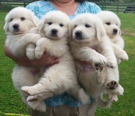 View Ad: Great Pyrenees Puppy for Sale near Kentucky ...