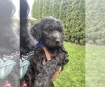 Small Photo #2 Goldendoodle Puppy For Sale in SPOKANE, WA, USA