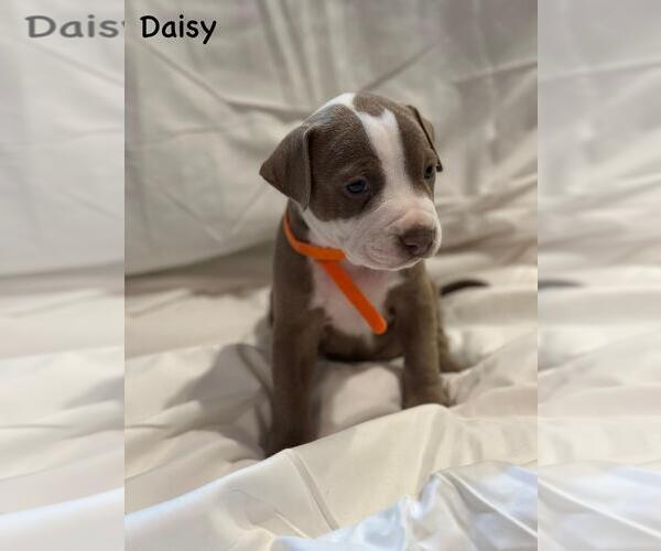 Medium Photo #1 American Pit Bull Terrier-Unknown Mix Puppy For Sale in Spring Lake, NJ, USA