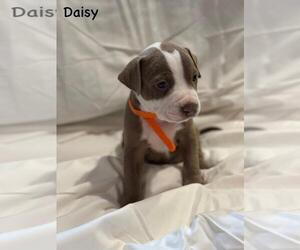 Medium American Pit Bull Terrier Mix