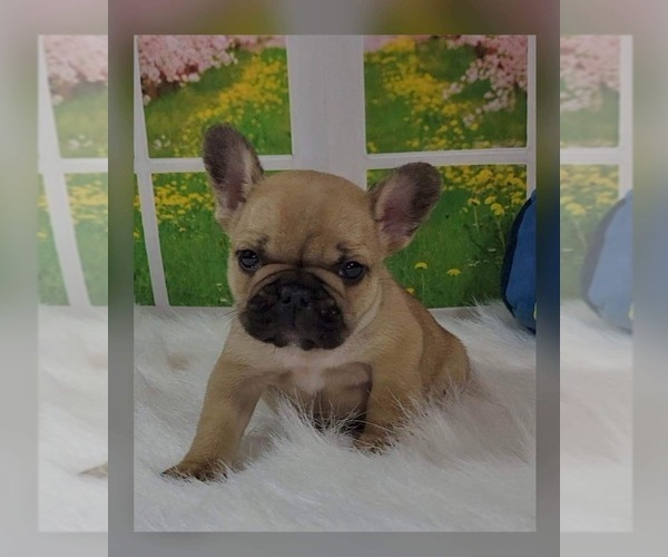 Full screen Photo #1 French Bulldog Puppy For Sale in CORPUS CHRISTI, TX, USA