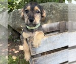 Small Schnoodle (Miniature)