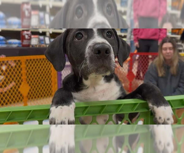 Medium Photo #13 Mutt Puppy For Sale in Wenonah, NJ, USA