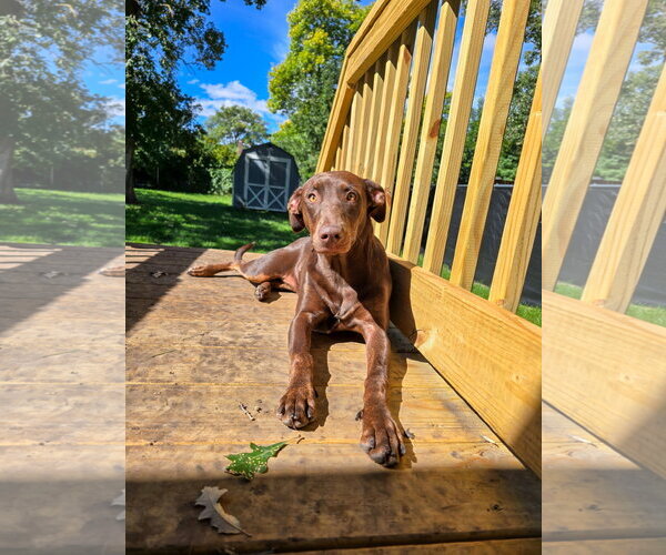 Medium Photo #2 Doberman Pinscher-Unknown Mix Puppy For Sale in Minneaoplis, MN, USA