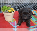 Small Photo #3 Shiranian Puppy For Sale in GREENWOOD, WI, USA