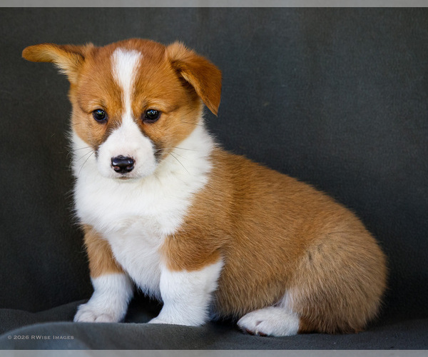 Medium Photo #28 Pembroke Welsh Corgi Puppy For Sale in WAKARUSA, IN, USA