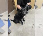 Small American Pit Bull Terrier Mix