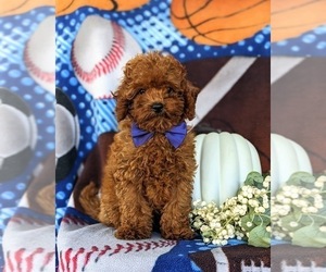 Goldendoodle (Miniature) Puppy for sale in COCHRANVILLE, PA, USA
