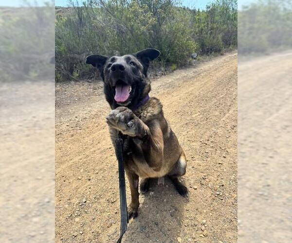 Medium Photo #3 Mutt Puppy For Sale in Chula Vista, CA, USA