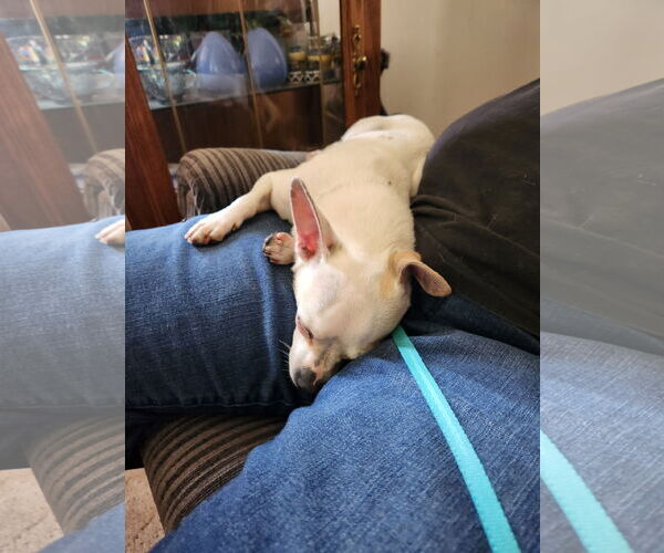 Medium Photo #3 Chihuahua-Unknown Mix Puppy For Sale in Princeton, MN, USA