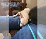 Small #2 Chihuahua Mix