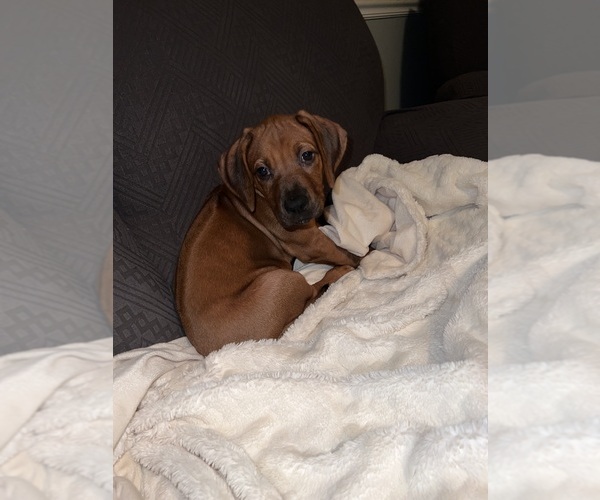 Medium Photo #1 Rhodesian Ridgeback Puppy For Sale in MURFREESBORO, TN, USA