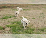 Small Photo #11 Labrador Retriever Puppy For Sale in ROCKWOOD, TN, USA
