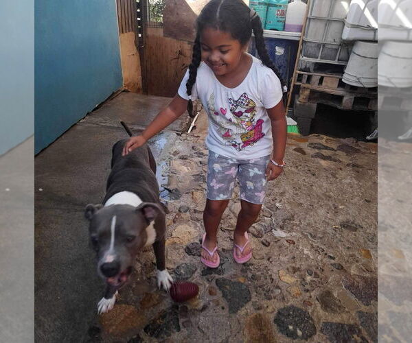 Medium Photo #8 American Staffordshire Terrier-Unknown Mix Puppy For Sale in Lake Forest, CA, USA