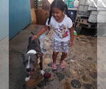 Small #7 American Staffordshire Terrier Mix
