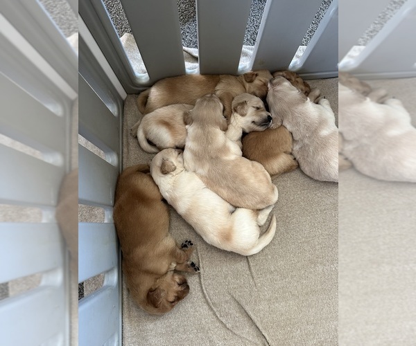 Medium Photo #2 Golden Retriever Puppy For Sale in AUSTIN, MN, USA