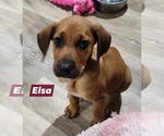 Small #2 Catahoula Leopard Dog Mix