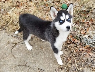 Siberian Husky Puppy for sale in UNION, MO, USA