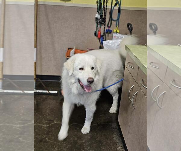 Medium Photo #2 Great Pyrenees-Unknown Mix Puppy For Sale in Rockwall, TX, USA