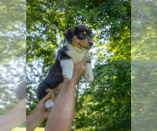 Medium Photo #7 Pembroke Welsh Corgi Puppy For Sale in NEW DOUGLAS, IL, USA