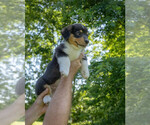 Small Photo #7 Pembroke Welsh Corgi Puppy For Sale in NEW DOUGLAS, IL, USA