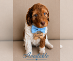 Small #2 Bernedoodle (Miniature)