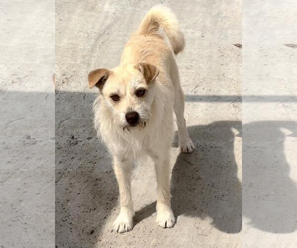 Medium Photo #3 Cairn Terrier-Unknown Mix Puppy For Sale in Yardley, PA, USA