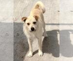 Small #2 Cairn Terrier Mix