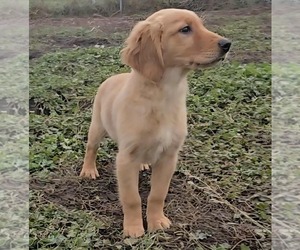 Golden Retriever Puppy for sale in RIGA, MI, USA