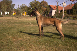 Belgian Malinois Puppy for sale in NORTH OCEAN CITY, MD, USA