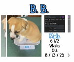 Small #1 Mutt