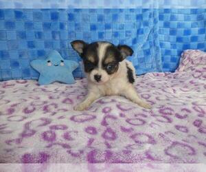 Chihuahua Puppy for sale in TAMPA, FL, USA