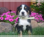 Small Photo #6 Greater Swiss Mountain Dog Puppy For Sale in MILLERSTOWN, PA, USA