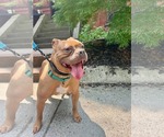 Small #6 American Bulldog Mix