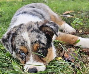Australian Shepherd Puppy for sale in MABEL, MN, USA