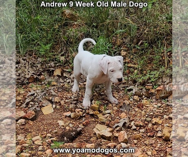 Medium Photo #97 Dogo Argentino Puppy For Sale in JANE, MO, USA