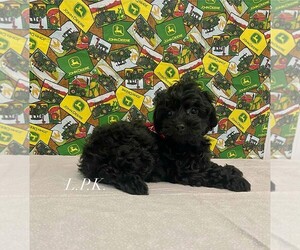 YorkiePoo Puppy for sale in WINNSBORO, LA, USA