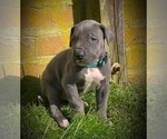 Small #6 Great Dane